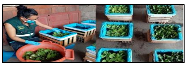 Imagen que contiene pequeño, tabla, juguete, comida

El contenido generado por IA puede ser incorrecto.